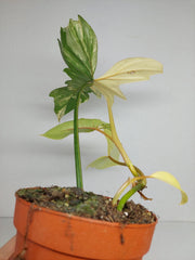 Philodendron Bipennifolium x Florida Beauty Variegata