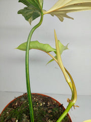 Philodendron Bipennifolium x Florida Beauty Variegata