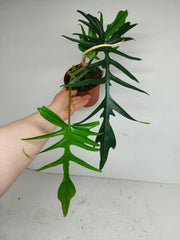 Philodendron Florida Beauty x Tortum