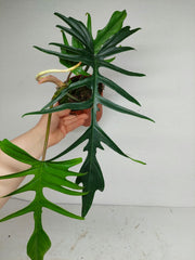 Philodendron Florida Beauty x Tortum