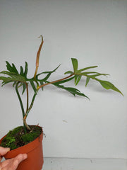Philodendron Florida Beauty x Tortum