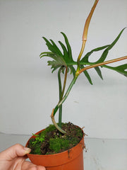 Philodendron Florida Beauty x Tortum