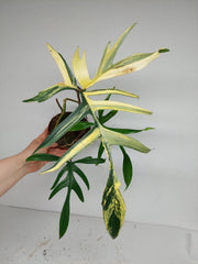 Philodendron Polypodiodes Variegata
