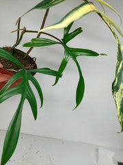 Philodendron Polypodiodes Variegata