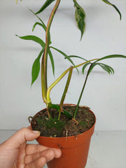 Philodendron Polypodiodes Variegata