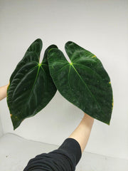Anthurium Papillilaminum x Dressleri