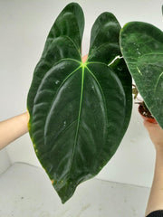 Anthurium Papillilaminum x Dressleri