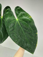 Anthurium Papillilaminum x Dressleri