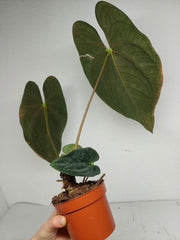Anthurium Papillilaminum x Dressleri