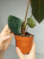 Anthurium Papillilaminum x Dressleri
