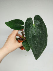 Anthurium Papillilaminum x Dressleri
