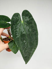 Anthurium Papillilaminum x Dressleri