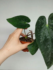 Anthurium Papillilaminum x Dressleri
