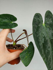 Anthurium Papillilaminum x Dressleri