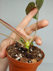 Anthurium Papillilaminum x Dressleri