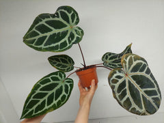 Anthurium Zara x Michelle X Red Crystallinum Hybrid