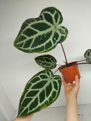 Anthurium Zara x Michelle X Red Crystallinum Hybrid
