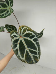 Anthurium Zara x Michelle X Red Crystallinum Hybrid