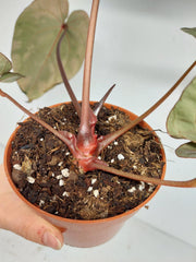Anthurium Zara x Michelle X Red Crystallinum Hybrid