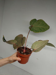 Anthurium Zara x Michelle X Red Crystallinum Hybrid