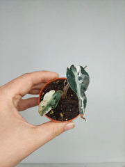 Sad Plants