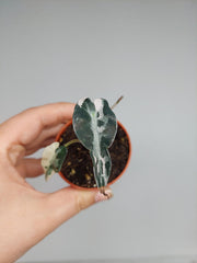 Sad Plants