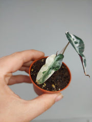 Sad Plants
