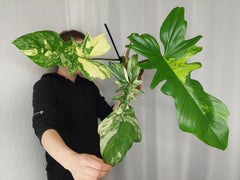 Philodendron Bipennifolium x Florida Beauty Variegata