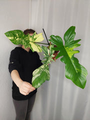 Philodendron Bipennifolium x Florida Beauty Variegata