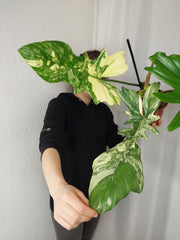 Philodendron Bipennifolium x Florida Beauty Variegata