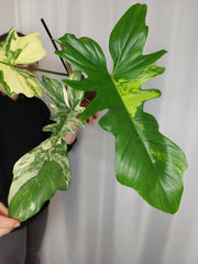 Philodendron Bipennifolium x Florida Beauty Variegata