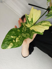 Philodendron Bipennifolium x Florida Beauty Variegata