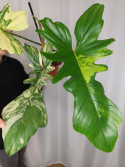 Philodendron Bipennifolium x Florida Beauty Variegata