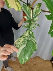 Philodendron Bipennifolium x Florida Beauty Variegata