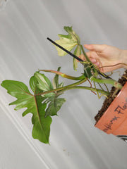 Philodendron Bipennifolium x Florida Beauty Variegata