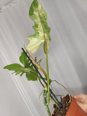 Philodendron Bipennifolium x Florida Beauty Variegata