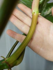 Philodendron Bipennifolium x Florida Beauty Variegata