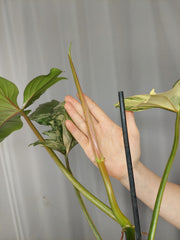 Philodendron Bipennifolium x Florida Beauty Variegata
