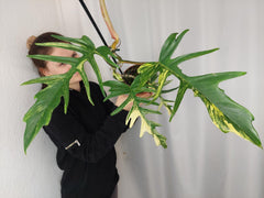 Philodendron Florida Beauty x Tortum Variegata