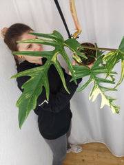 Philodendron Florida Beauty x Tortum Variegata