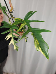 Philodendron Florida Beauty x Tortum Variegata