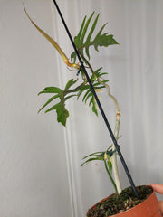 Philodendron Florida Beauty x Tortum Variegata