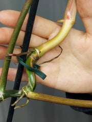 Philodendron Florida Beauty x Tortum Variegata
