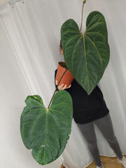Anthurium Papillilaminum x Besseae aff.