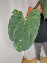 Anthurium Papillilaminum x Besseae aff.