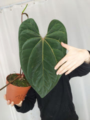 Anthurium Papillilaminum x Besseae aff.