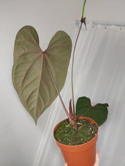 Anthurium Papillilaminum x Besseae aff.