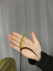 Anthurium Papillilaminum x Besseae aff.