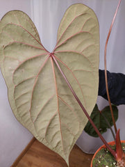 Anthurium Papillilaminum x Besseae aff.