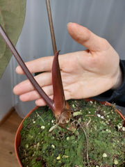 Anthurium Papillilaminum x Besseae aff.